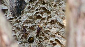 European hornets nest defend entry of their hornets nest combs against invaders and are a dangerous poisonous pest that build colony with stinging yellow jackets in tree trunks with aggressive attack