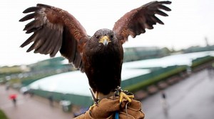 Meet Rufus the Wimbledon Hawk
