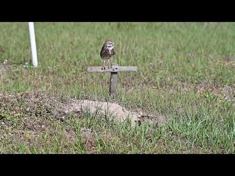Burrowing Owls