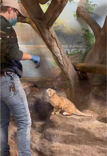 Target Training Sand Cats at Potawatomi Zoo