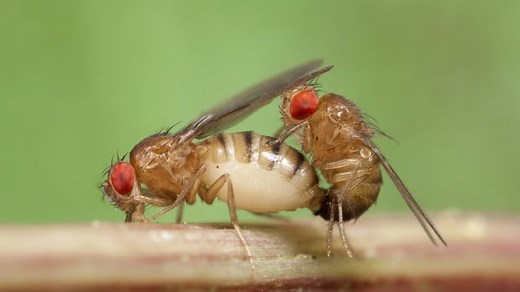 Role reversal: for these flies, it's the females that show off | Bug Sex
