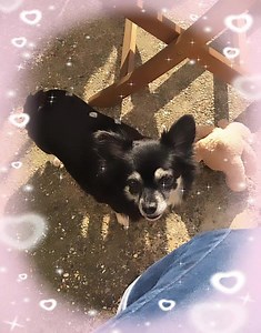 Broken Halo Rescue UK on Reels