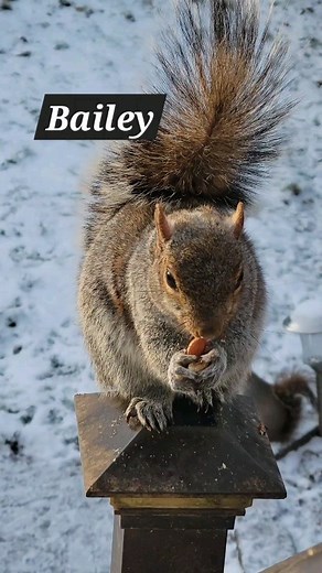 114 reactions | Backyard update: Mating season has officially...