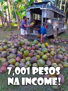 7,001 Pesos na Kita Mula sa Nyog sa Maliit na Farm #theoffdutyaccountant #todafarm #fyp | The Off Duty Accountant