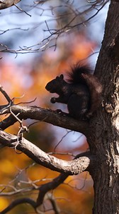 Going nuts for fall at Kent State! Our black squirrels know how to steal the show -- and our acorns! Do you have a favorite black squirrel memory? Tell us below! | Kent State University Alumni