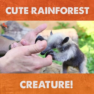 22K views · 476 reactions | Coyote gets up close with the smallest Anteater EVER! | Coyote Peterson | Facebook