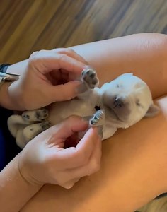 This puppy is undergroing some ENS time with Mrs. Hollie! Early Neurological Stimulation helps to improve puppies' growth, immune, and cardiovascular systems. Who knew all that could be accomplished in just a few minutes daily? | Syrah Goldens - The Golden Connection