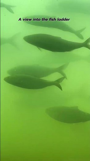A view into the fish ladder #aquatic #fishladder #fish