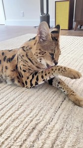 97K views · 10K reactions | sleepy chloe 勺勺 | Chloe the Serval | Facebook