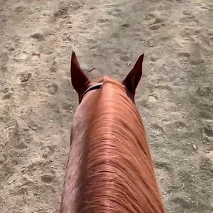 Oh yes.... let’s... #equineomegacomplete | Equine Omega Complete