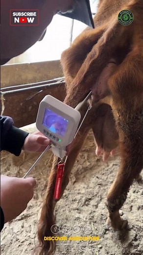 New Cow AI Tool with Camera