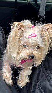 Good morning #yorkie #yorkiegram #reels #reelsinstagram #cutedog #cutedogsofinstagram #reelsinsta #reel #reelofinstagram @pawplanetusa for personalized dog harnesses xxxs to xxlarge in 13 colors | Daisytheyorkie2020