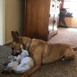 1.7K views · 587 reactions | This is a non-ninja, normal play session for #noelandlily. Noel always initiates and Lily responds to her cues amazingly well. Lily’s almost 9 years old and has matured into a gentle playmate for her tiny but mighty sister. #bestfriends #noelandlily #noelthebipawdyorkie #yorkiesofinstagram #yorkies #bipawd #playtime | Noel the Bipawd Shorkie | Facebook