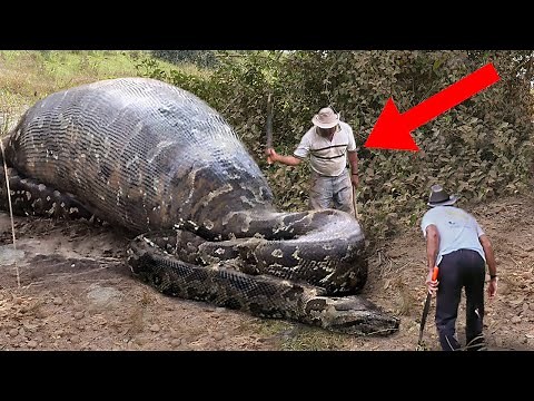 10 Deadliest Snake Encounters!