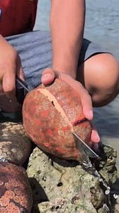 104K views · 225 reactions | Sand dollar kakaibang laman loob nito ang ganda #highlightseveryone #sanddollar #seafood #reels #viral | Richard Larga Malabo | Facebook