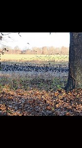 #bebetter #dabirds #somany #thousands #movealong #habitoutdoors #deerhunting #womenhunttoo #southernillinois #muzzy #muzzleloader | Women Hunt Too