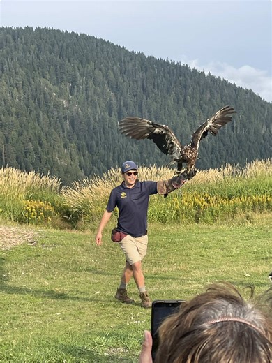 Amazing Bird Show at Grouse Grind