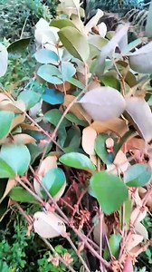 100K views · 1.4K reactions | Gandasari (Vitex trifolia) | Banyu Langit Herbal | Facebook