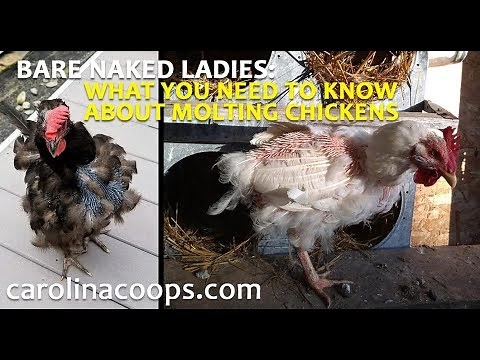 What You Need to Know About Molting Chickens