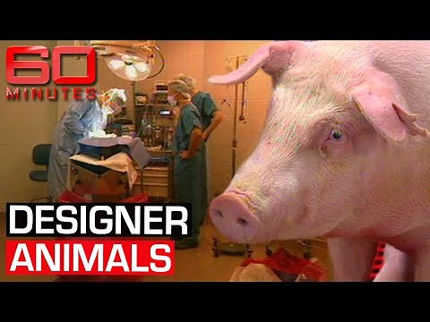 Genetically modified animals: Scientific revolution or crime against nature? | 60 Minutes Australia