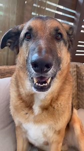 22K views · 1.7K reactions | How do you like your eggs #egg #fart #tastetest #asmr #foodie #smile #dogsoftiktok | djangosmiles | Facebook