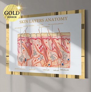 Human Skin Anatomy Poster Skin Layers Diagram Dermatology Art Histology Art Medical Art Physiology Art Cosmetic Clinic Decor Dermatologist - Etsy