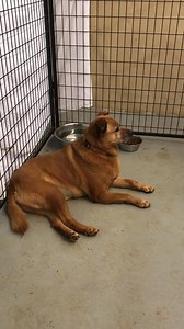 Lake Norman Humane - LKNH on Reels