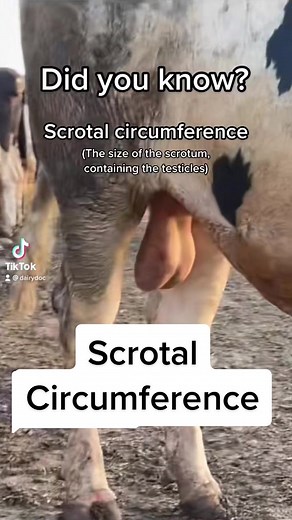 Understanding Breeding Soundness Exam for Bulls