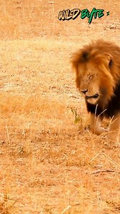 2.2K views · 132 reactions | How can a lion’s roar travel up to 5 miles across the savannah? #LionFacts #RoarOfTheKing #ApexPredator #NatureSuperpowers #WildlifeSecrets #MindBlowingNature #BigCatPower #SoundOfTheWild #NatureExplained #WildlifeWonder #DidYouKnow #ViralFacts #AmazingAnimals #fblifestyle | WildByte | Facebook