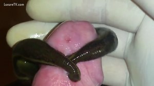 He shakes while some huge worms slide around his dick
