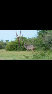 18 reactions | The majestic kudu bull — with its incredible spiraled horns and commanding presence, a true king of the wild. #KuduBull #WildBeauty #AfricanWilderness #NamibianHunting | Schalk Pienaar Safaris Namibia | Facebook