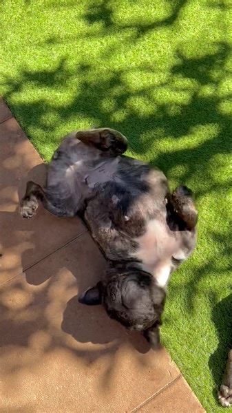 182 reactions · 12 comments | When being used as puppy breeding...