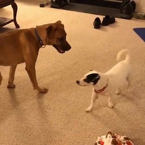 Save the Tails, Inc on Reels