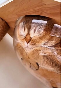 How Do Cats Sleep Like That?