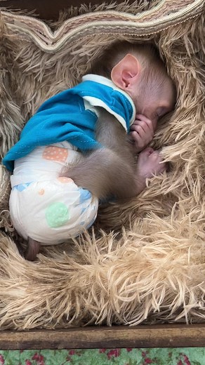 Lil Tauch So Comfy Sleeping On His Bed #baby #monkey #babymonkey | Monkey Harry's Family
