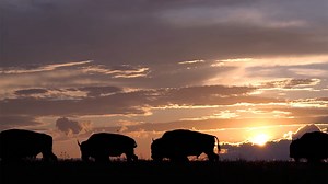 48 reactions · 21 shares | Today marks the 131st anniversary of the battle of Wounded Knee. This tragic event took place only 40 miles (as the crow flies) from our ranch. In "Ghosts of the Great Plains", a short (30 min) film, Dan looks back and compassionately explains the history of our area and the Native Americans', and how we are moving forward to heal the land and rebuild relationships by bringing back the buffalo. We hope you give it a watch. | Wild Idea Buffalo | Facebook