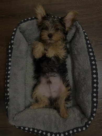 Ace Ridley on TikTok