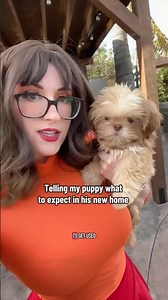 I don’t think he cares 🤣 #puppy #scoobydoo #shihtzu #Velma #cosplay