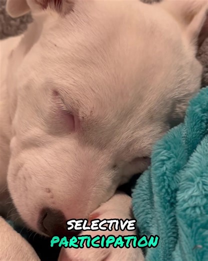 3.6K views · 101 reactions | Come on, Tank懶懶. We have an adoption event today 懶懶 | Heartland Rescue Ranch | Facebook