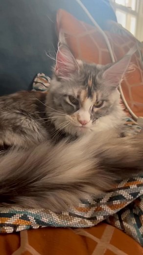 #catsoffacebookSound effects don’t seem welcomed by Blossom #mainecoonkitten #mainecoon #mainecoonbreeder | Ballysaileach Maine Coon Cattery