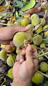 28K views · 142 reactions | Cupa-cupa #fyp #reelsfb | Saputra Adi Kusuma | Facebook