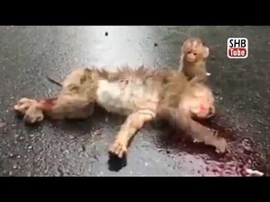 Monkey Death | Distressing and Painful Footage | SHBtube