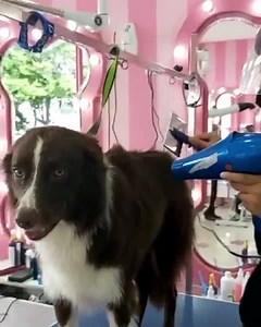 1.1K views · 36 reactions | Somos tan felices atendiendo a tantos peluditos  GLAMOUR PETS MODELIA  | Glamour Pets | Facebook