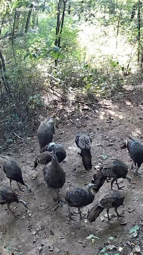WILD TURKEY Eating Lunch | Flock of Turkeys Feeding in the Woods #shorts