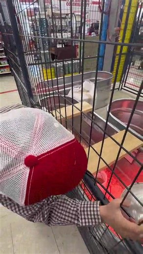 18K views · 342 reactions | Chick season is here - Jackson and I are...