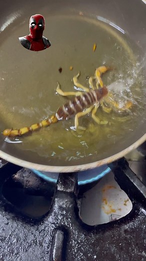 Scorpion 🦂 taco 🌮😱😱 #scorpion #tacos #comidamexicana #foodporn #foodchallenge #scary #cdmx #mexico #mercadodesanjuan #mexicanfoodporn #mexicanfood #scaryfood #exoticfood #alacran | Fernando Abroad