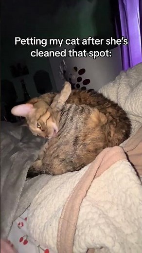 Cat Gets Angry When Mom Pats at her Licking Spot
