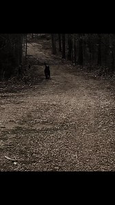 2.7K views · 106 reactions | Hellz Comin. #darkness #halloween #hescoming #ironmaiden #realpresa #cabezagrande #preservationbreeder | Jen Chandler Cabeza Grande Kennel | Facebook