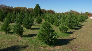 Winter Storm, Supply Chain Problems Have Long-Term Impact on Christmas Tree Business