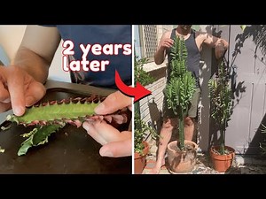 African milk tree propagation [TWO YEAR PROGRESS]